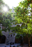 Trees near the Barcelona Cathedral.