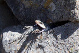 A rattlesnake eating a lizard, what a thing to see!