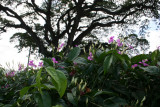 The No-Name Tree of Castries, St. Lucia