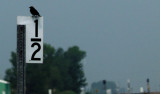 Bird on the sign