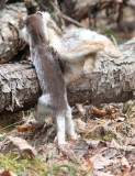 Long-tailed Weasel with Snowshoe Hare 3