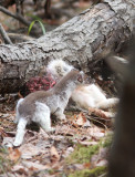 Long-tailed Weasel with Snowshoe Hare 6