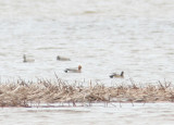 Eurasian Wigeon