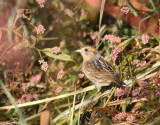 Nelsons Sparrow 4