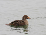 King Eider 2