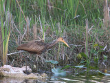 Limpkin