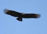 Black Vulture 2