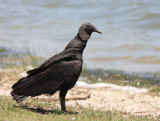 Black Vulture 3