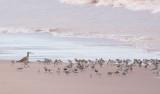 Assorted shorebirds 2