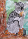 koala, Benson, age:6.5