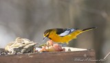 Bullocks Oriole.psd