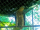 Caged waiting for a feed