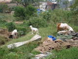 Sheep outside the camp