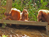  Feeding the Orangutans