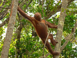  Its all about the Orangutans