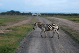 Dare I say it - Zebra Crossing!!