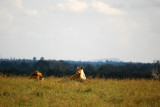 Our first sighting of lions 14 Sep 2011