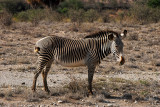 Grevey Zebra