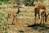 Gazelle and baby 16 Sep 2011