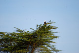 Eagle in the tree 19 Sep 2011