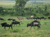 Wildebeest migration 19 Sep 2011