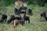 Wildebeest and Eland