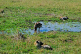 3 Hyenas 20 Sep 2011