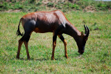 Red Hartbeest