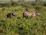 Rhinoceros and baby 21 Sep 2011