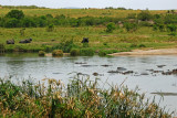  Buffalo and hippos at the lodges watering hole