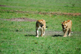  Lions walking up to the van 22 Sep 2011