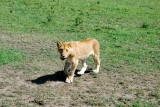 The last lion walking by the van