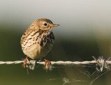 ngspiplrka Anthus pratensis [Meadow Pipit] (IMG_5446)