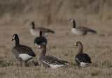 Blsgs [Greater White-fronted Goose] (IMG_0784)