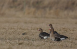 Blsgs [Greater White-fronted Goose] (IMG_0806)