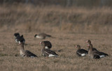 Blsgs [Greater White-fronted Goose] (IMG_0807)