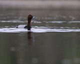 Brunand [Common Pochard] (IMG_6776)