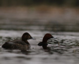 Brunand [Common Pochard] (IMG_6830)