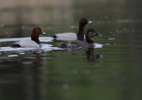 Brunand [Common Pochard] (IMG_7131)