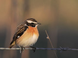 Buskskvtta [Whinchat] (IMG_2269)