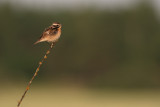 Buskskvtta [Whinchat] (IMG_4578)