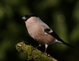 Domherre  [Common Bullfinch] (IMG_5038)