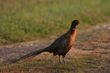 Fasan [Common Pheasant] (IMG_3620)