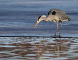 Grhger [Grey Heron] (IMG_5026)