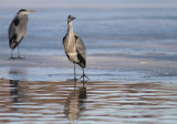 Grhger [Grey Heron] (IMG_5058)