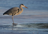 Grhger [Grey Heron] (IMG_5115)