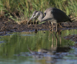 Grhger [Grey Heron] (IMG_7879)