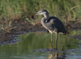 Grhger [Grey Heron] (IMG_7920)