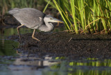 Grhger [Grey Heron] (IMG_7973)