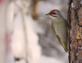 Grspett [Grey-headed Woodpecker] (IMG_8311)